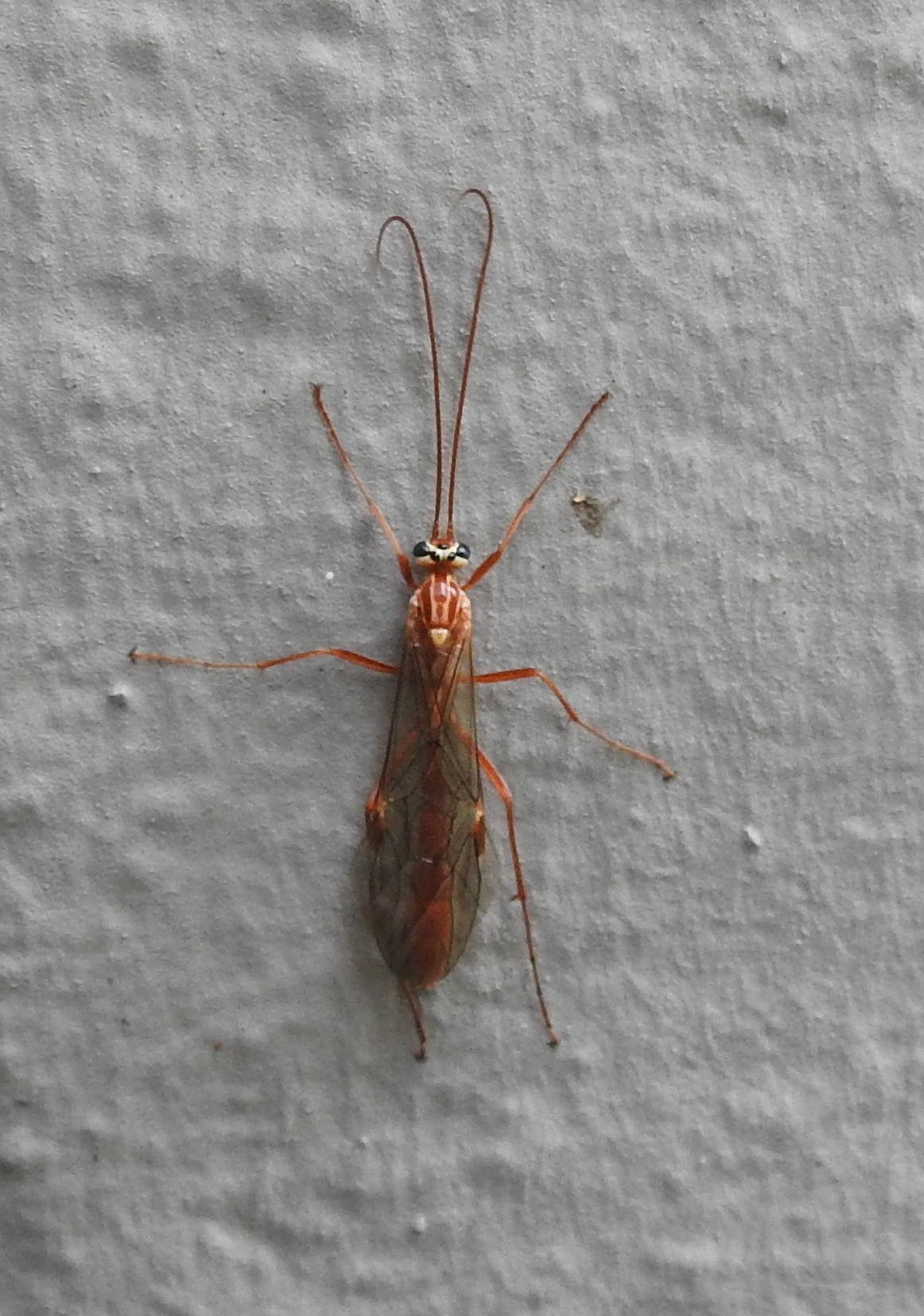 Wie kent deze steenvlieg?