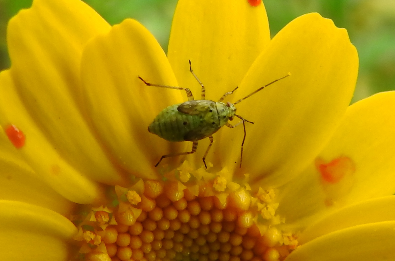 Wie weet welke nimf dit is?