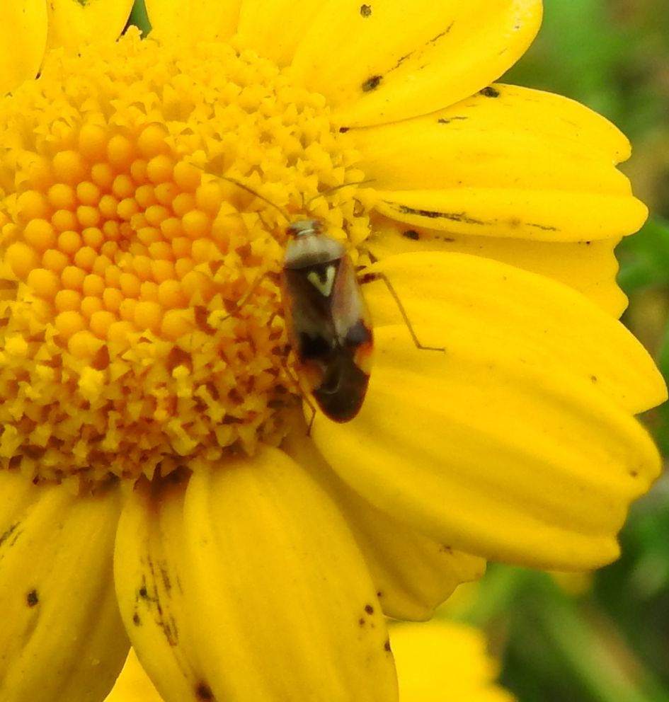 Wie kent deze wants?