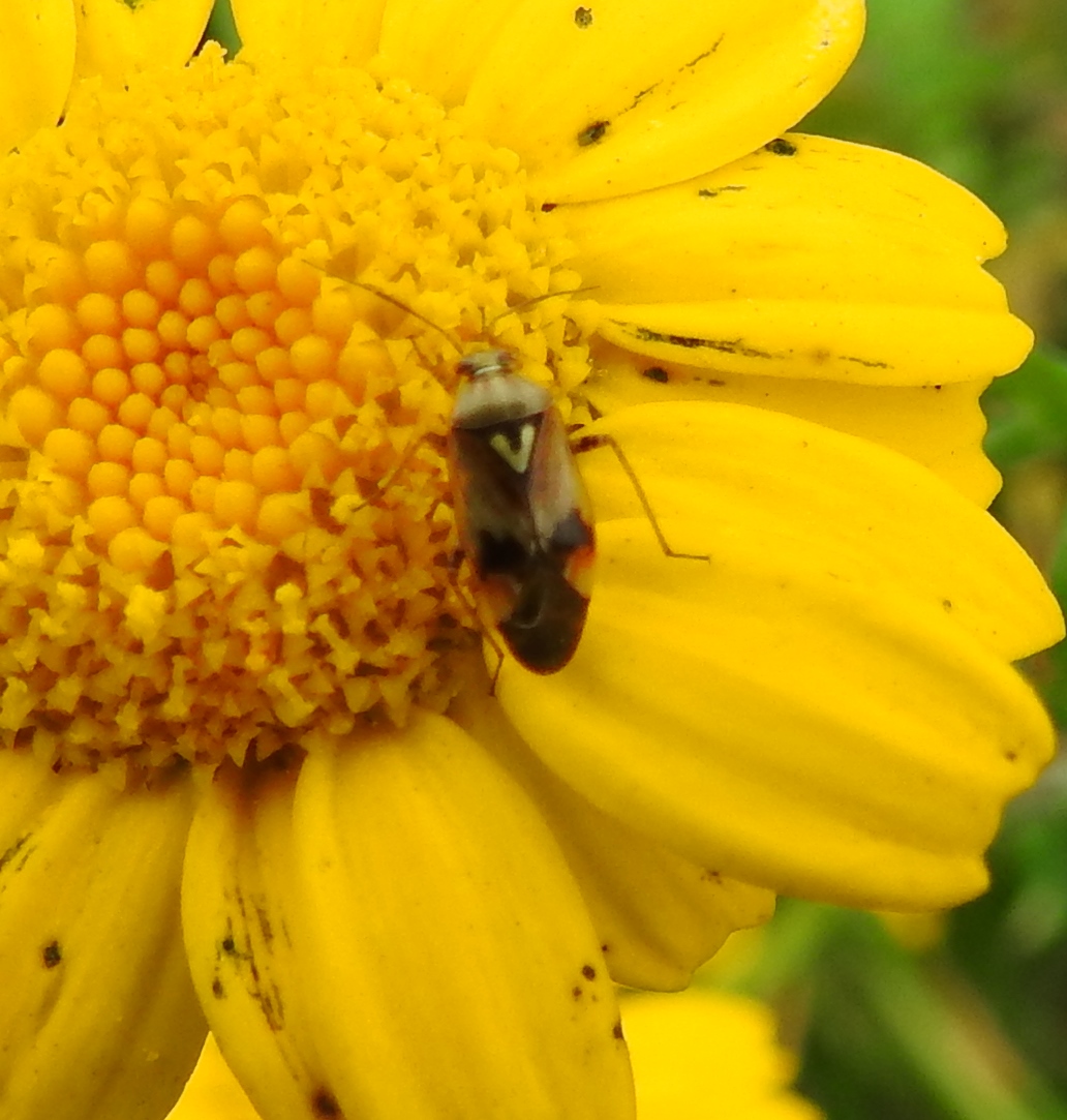 Wie kent deze wants?