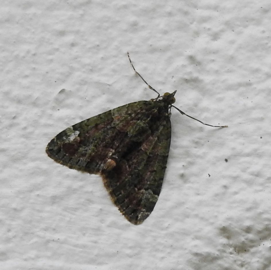 Wie kent deze nachtvlinder?