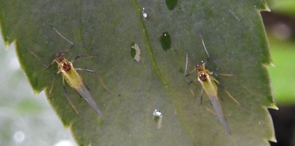 Nogmaals hier de foto.