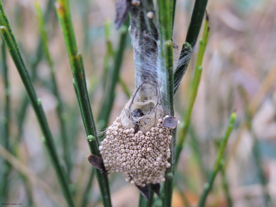 Aan de brem...eitjes..cocon