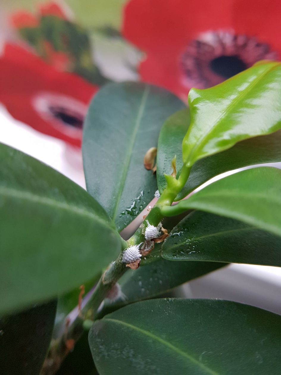 welk soort bladluis is dit