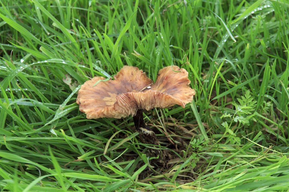 welke paddenstoel is dit?