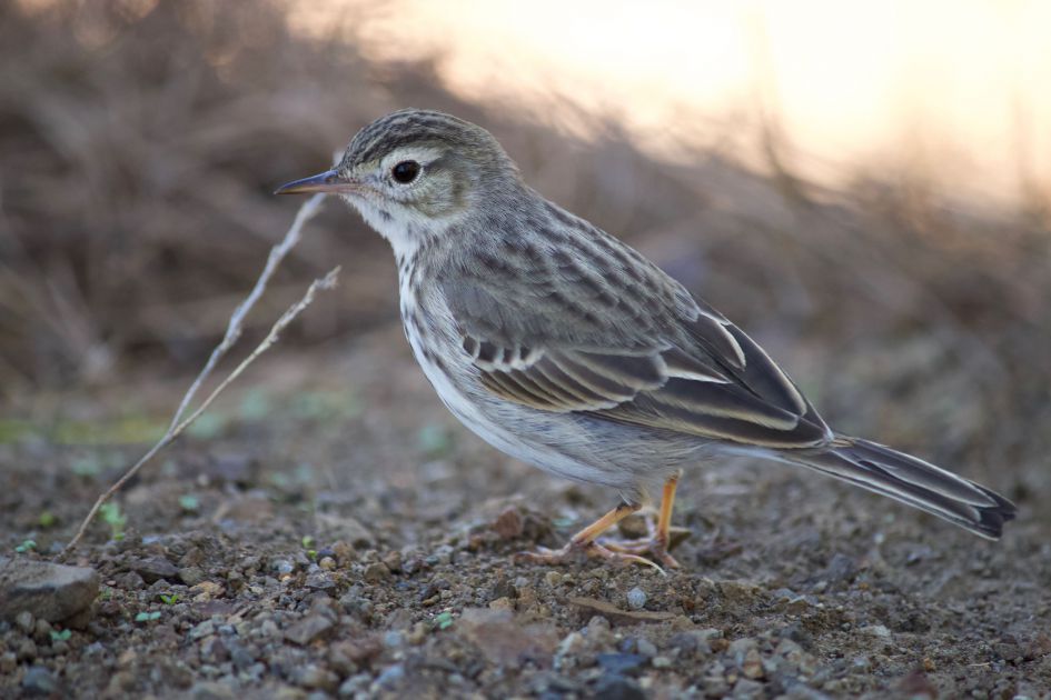 Welke Pieper is dit?