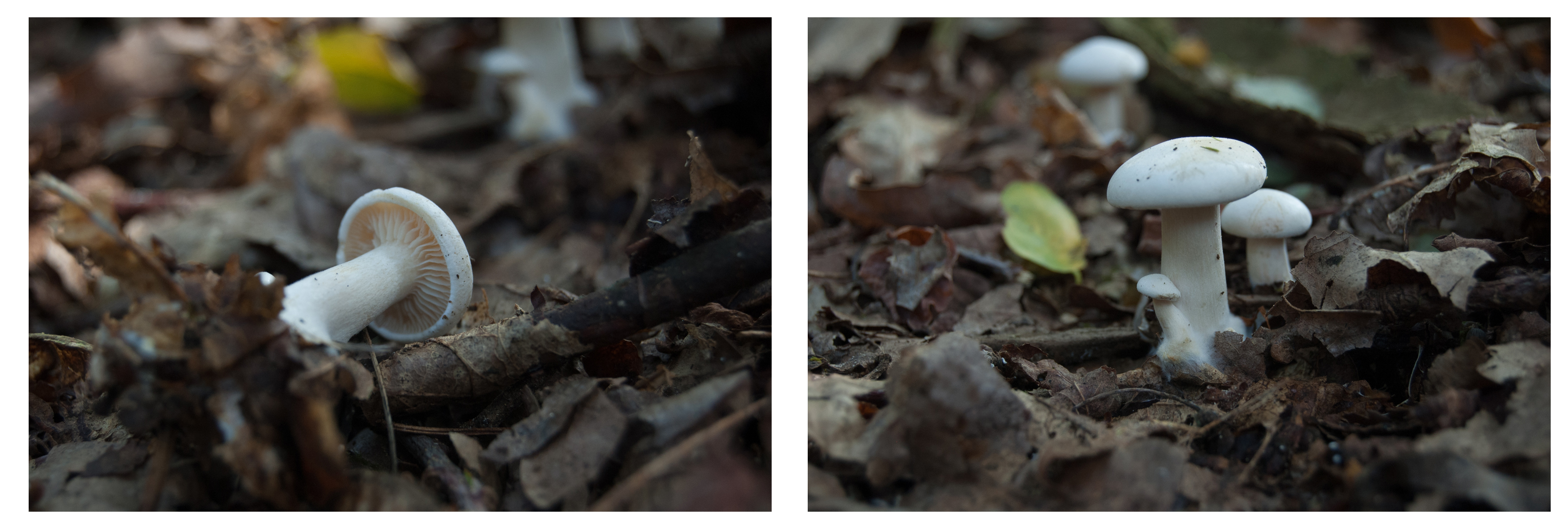 Is dit de witte bundelridderzwam?