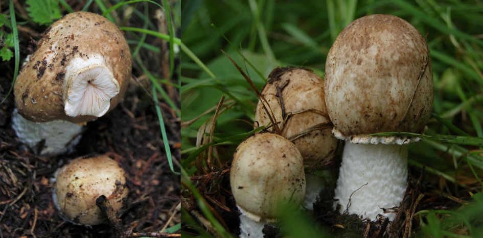 Weet het echt niet!!