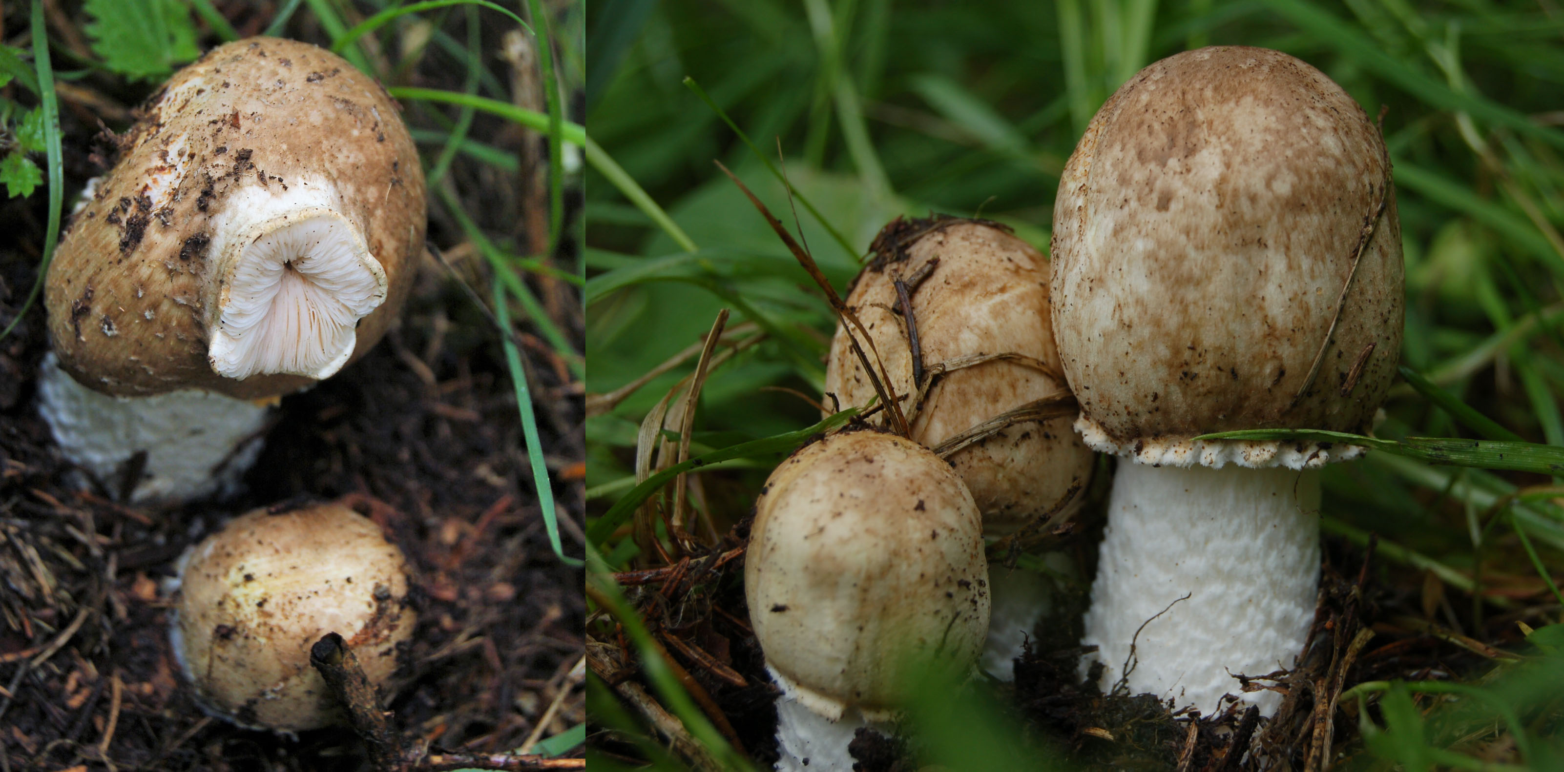 Weet het echt niet!!