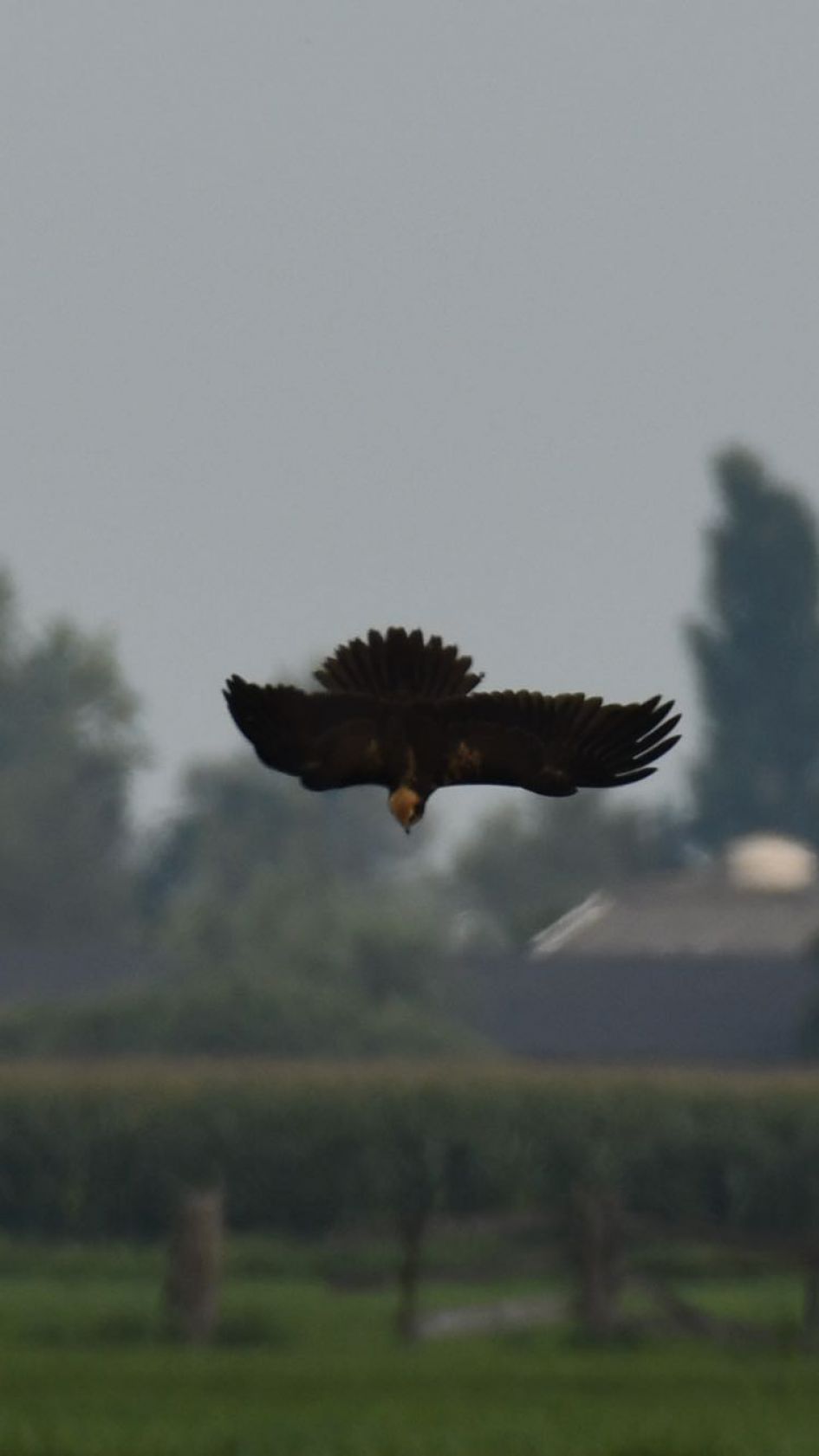 Wie weet welke roofvogel dit kan zijn ?