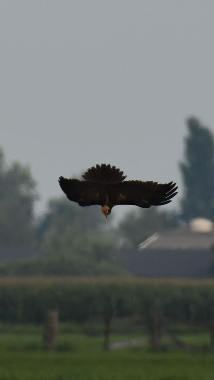 Wie weet welke roofvogel dit kan zijn ?