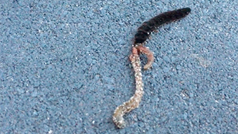 Larve sleept met regenworm