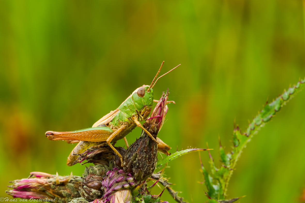 Sprinkhaan