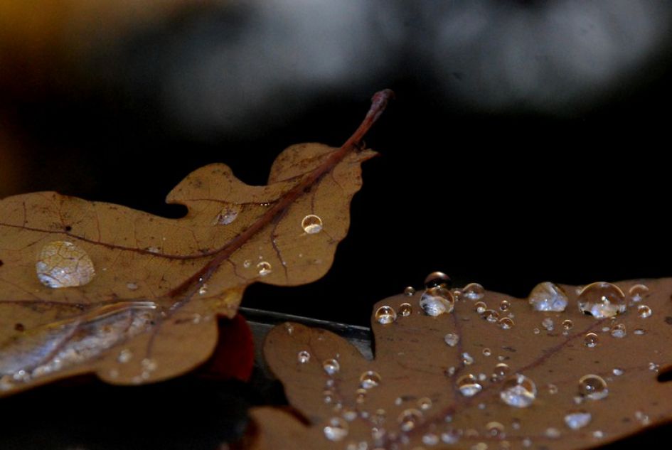 herfstbladdruppels