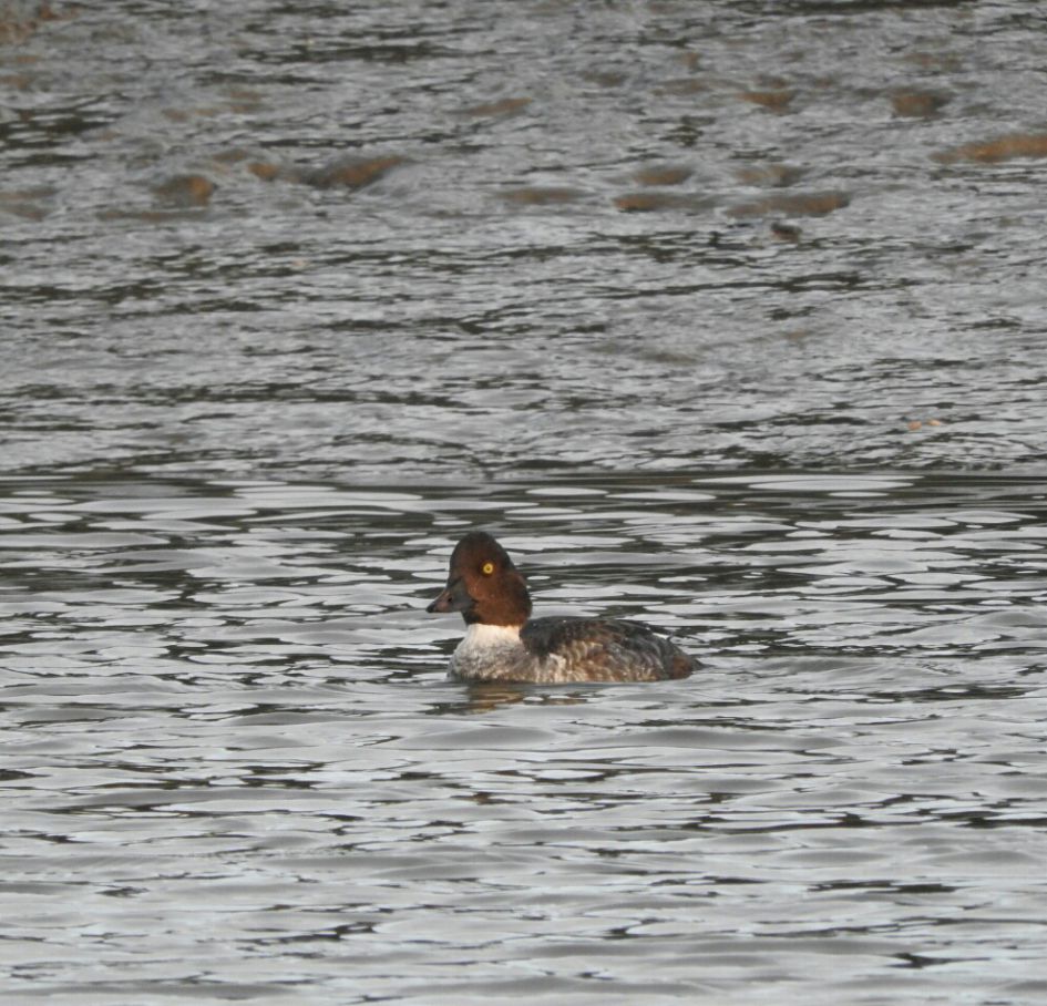 Welke eend is dit !??