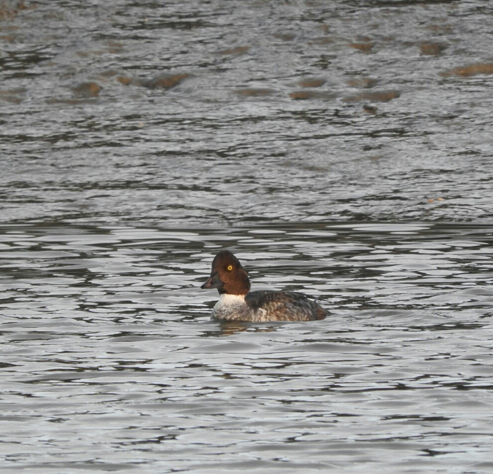 Welke eend is dit !??