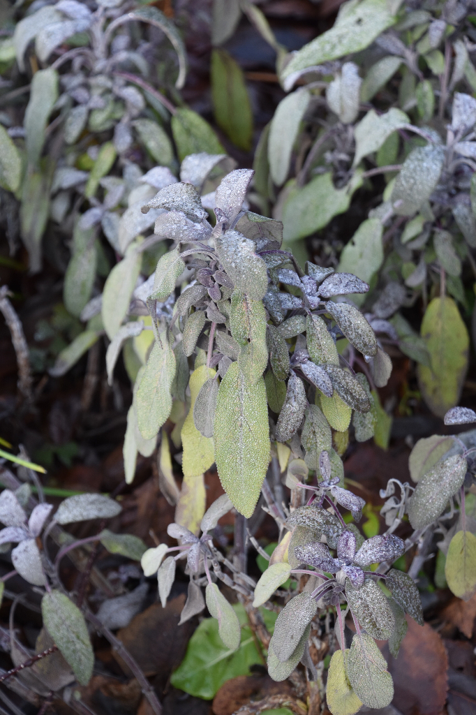 Kent iemand deze plant?