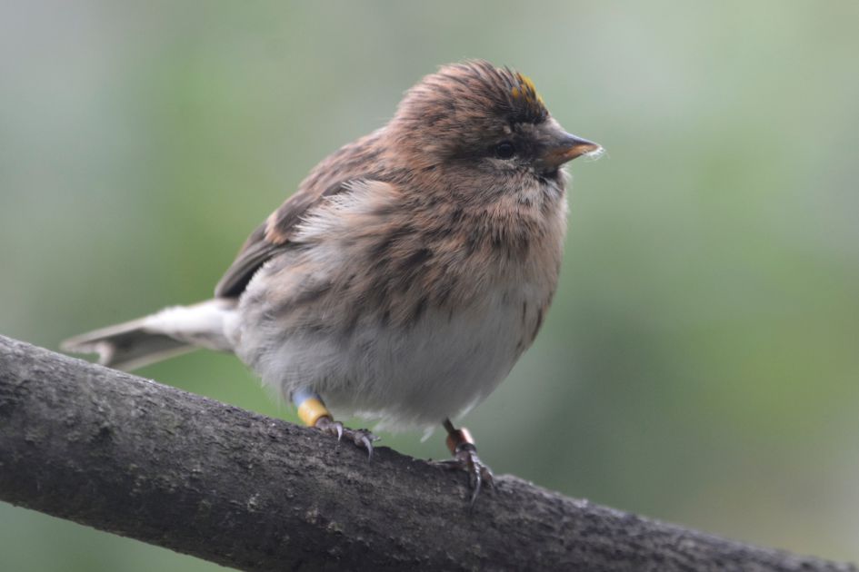 Welke vogel is dit ?