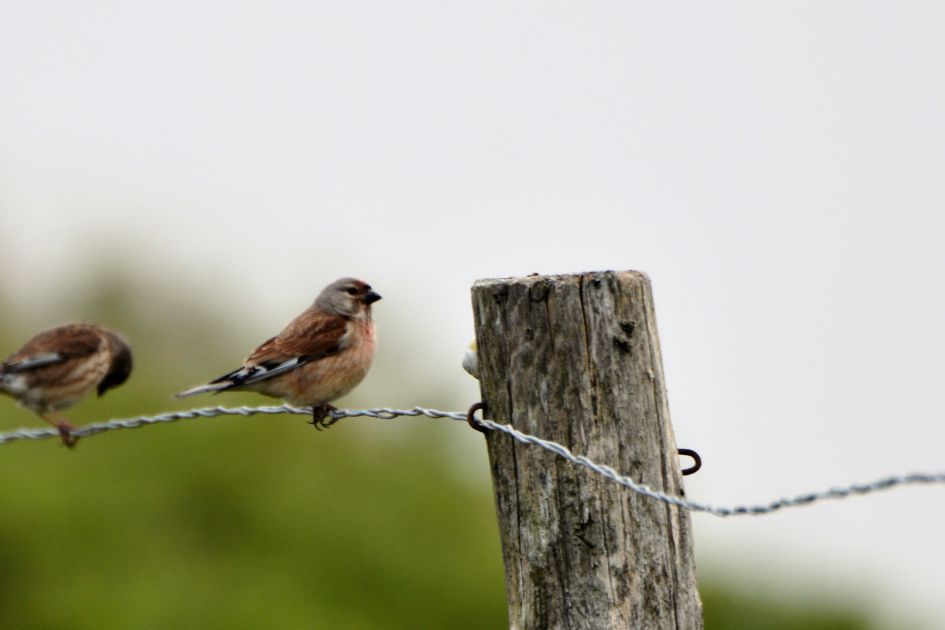 welke vogel is dit ?