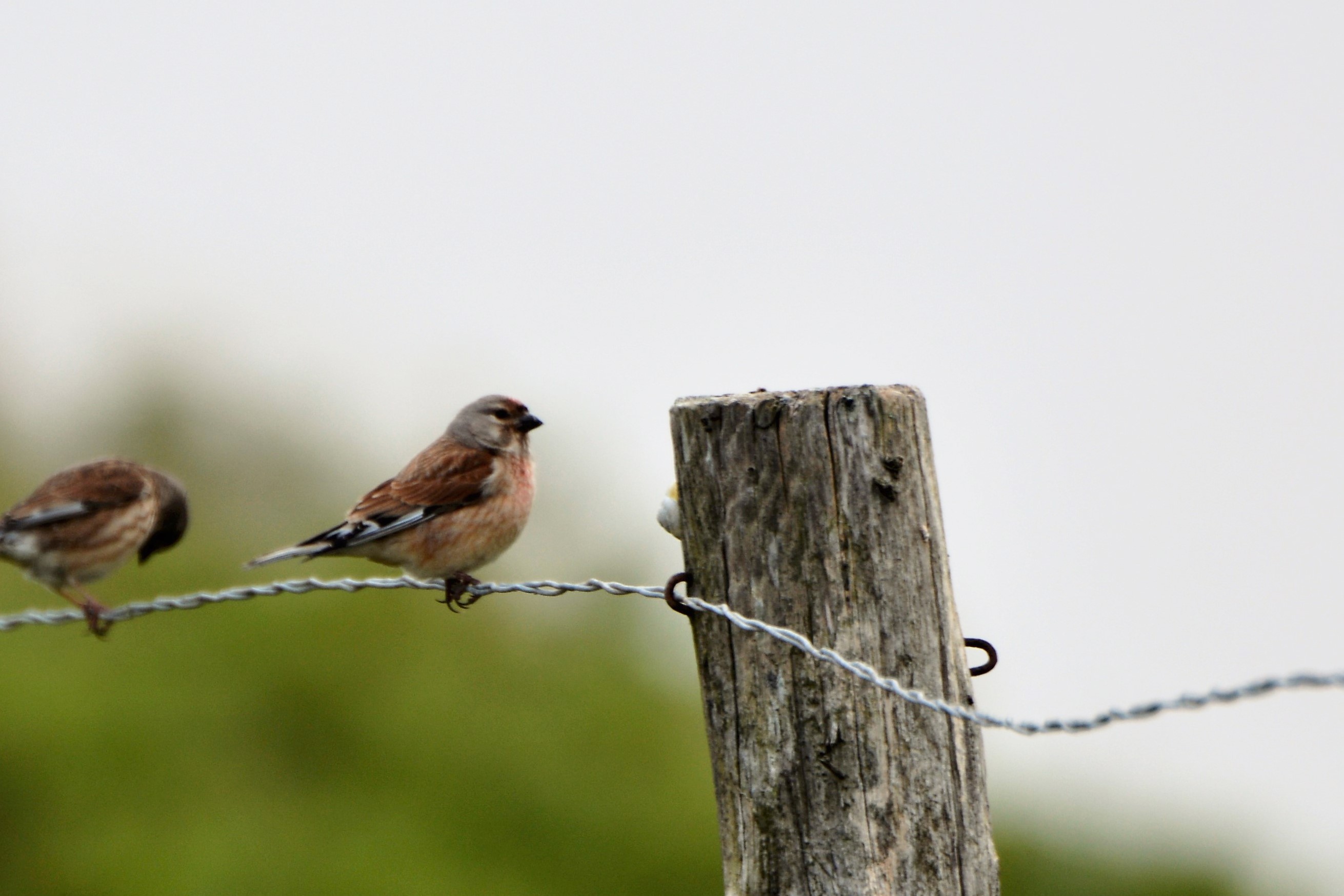 welke vogel is dit ?