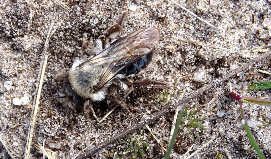 welke "graver"is dit?