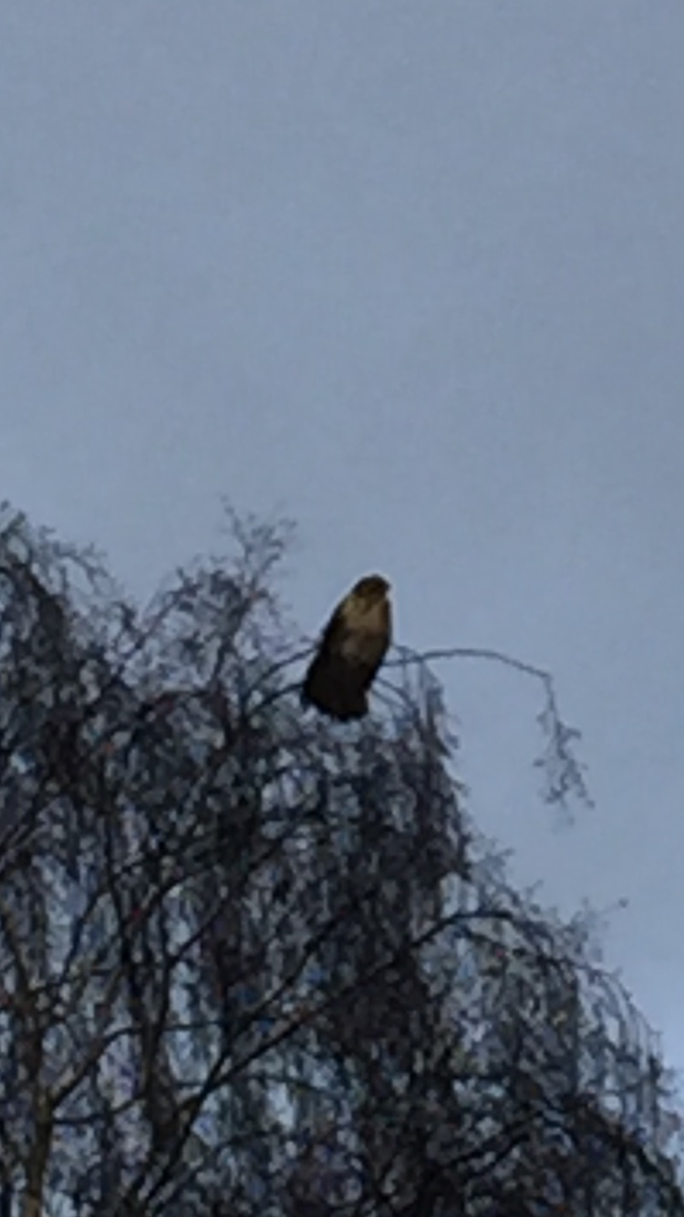 beginnend vogelaar heeft bevestiging nodig