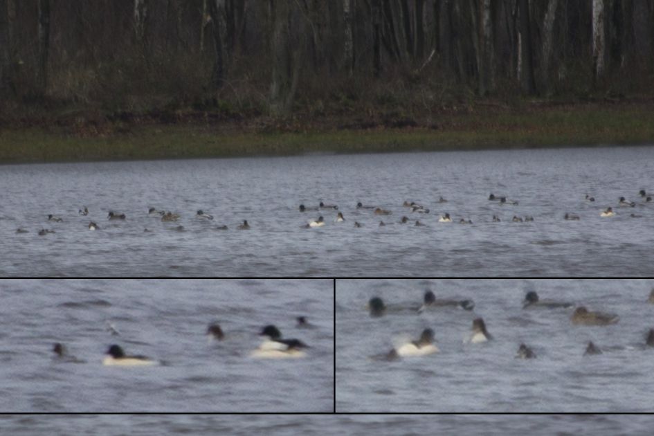 Eendensoort met wit lichaam