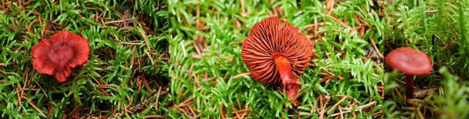 Bloedrode gordijnzwam?