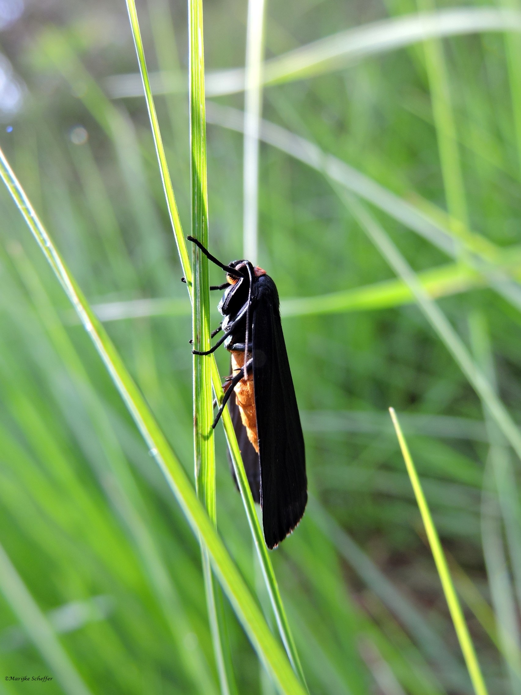Zwart met oranje buikje