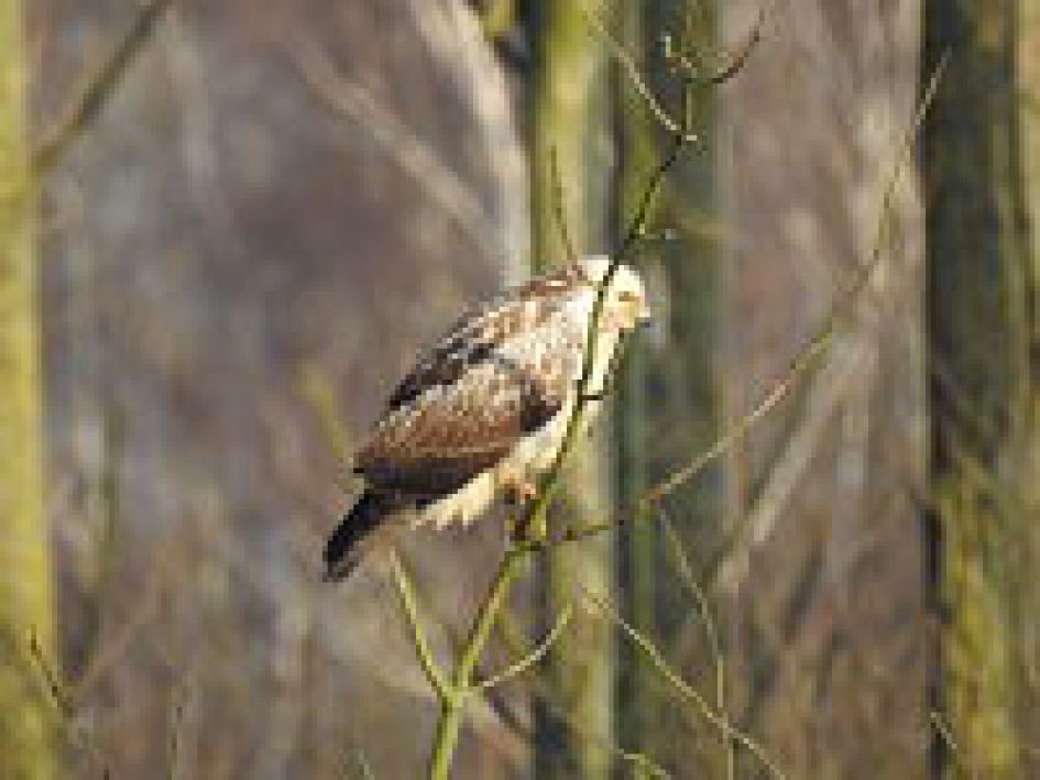 welke vogel is dit?