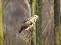 welke vogel is dit?