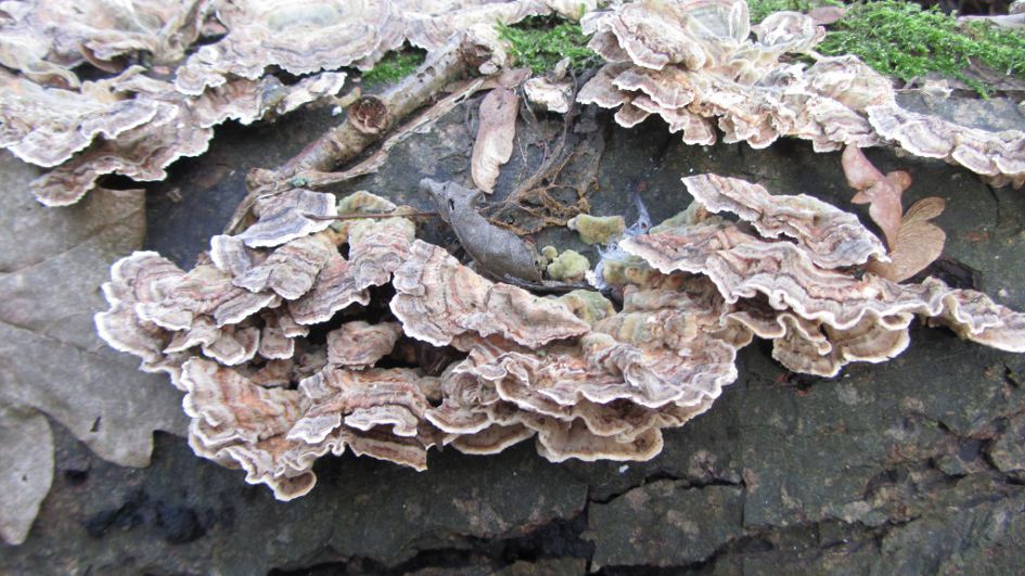 Onbekende paddenstoel