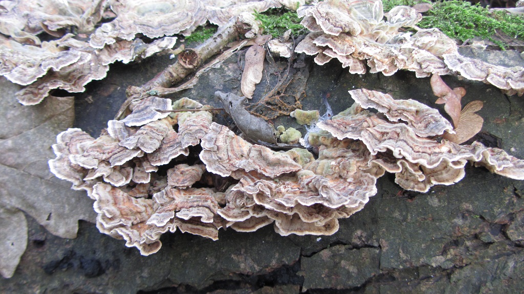 Onbekende paddenstoel