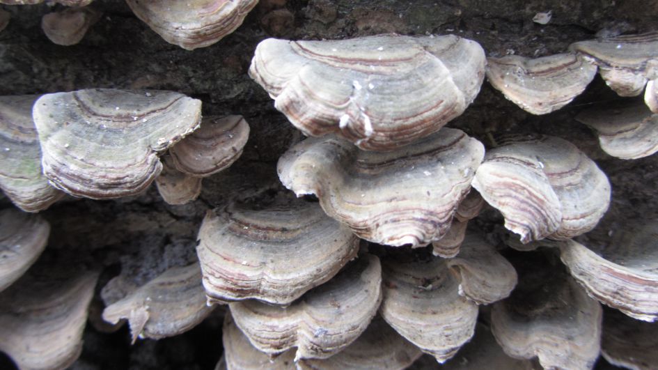 Onbekende paddenstoel 2