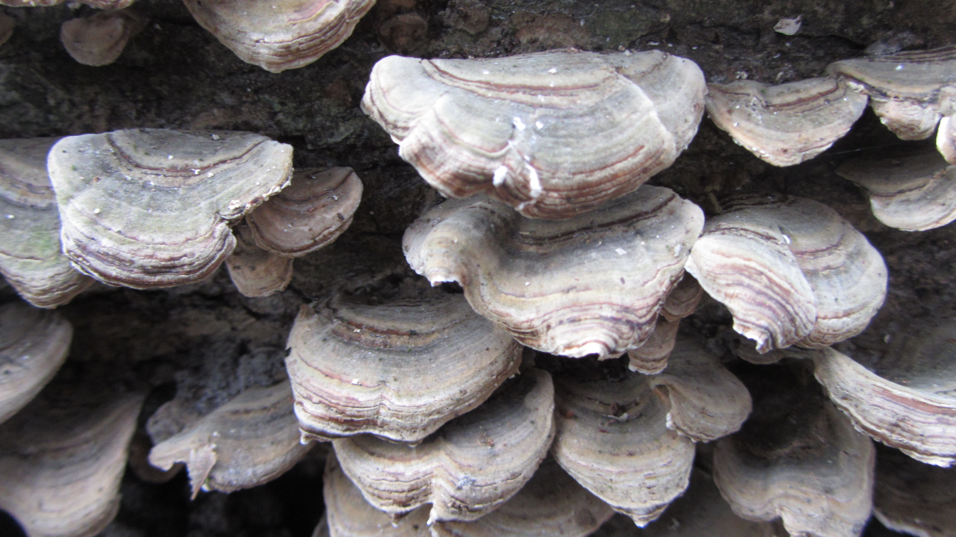 Onbekende paddenstoel 2