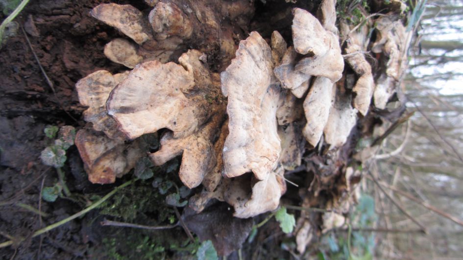 Onbekende paddenstoel 3a