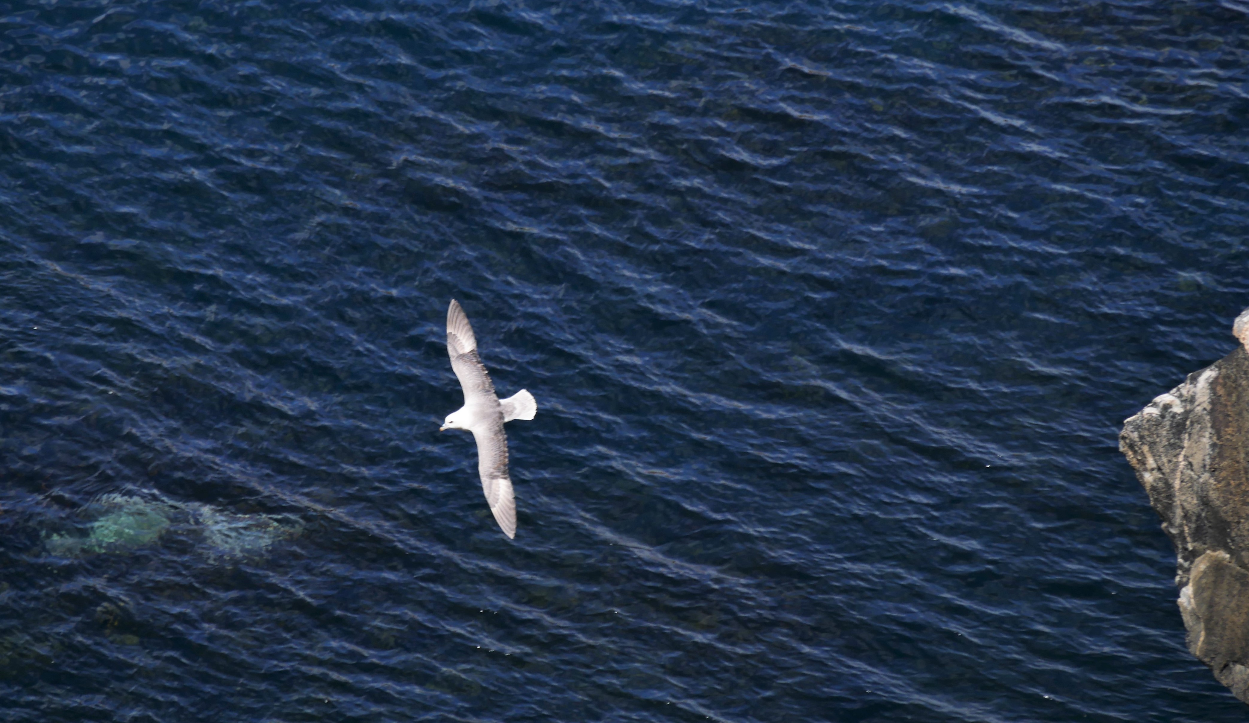 wat is dit voor vogel?