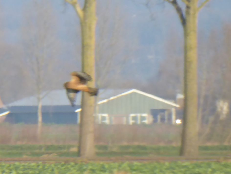 Welke roofvogel is dit?