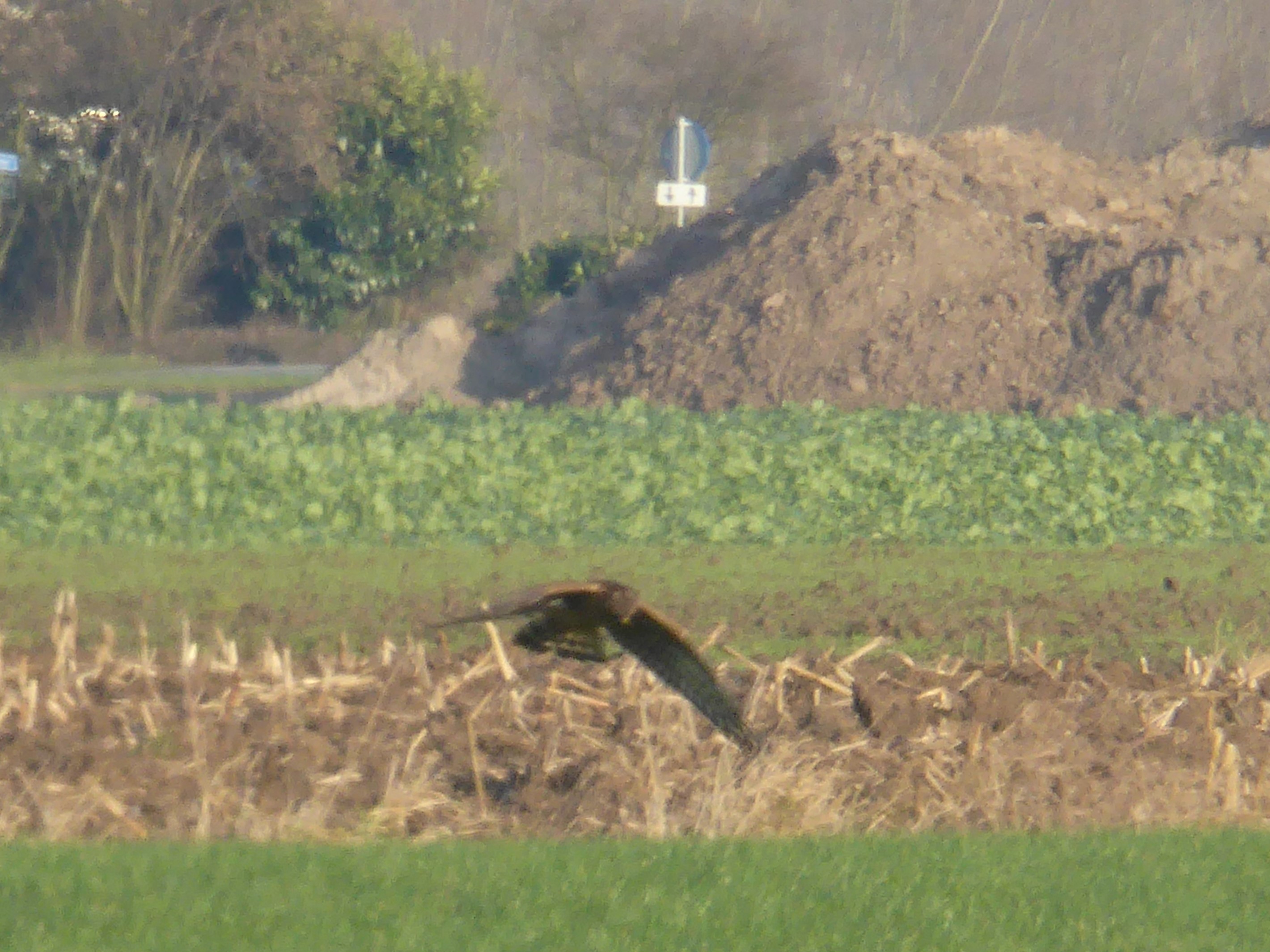 Welke roofvogel is dit?