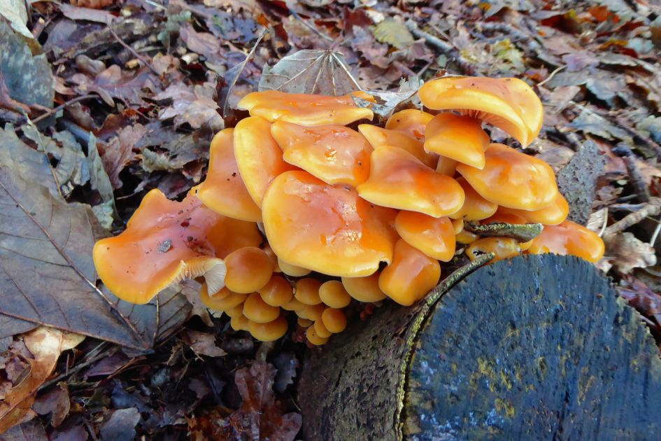 Welke paddenstoel of zwam?