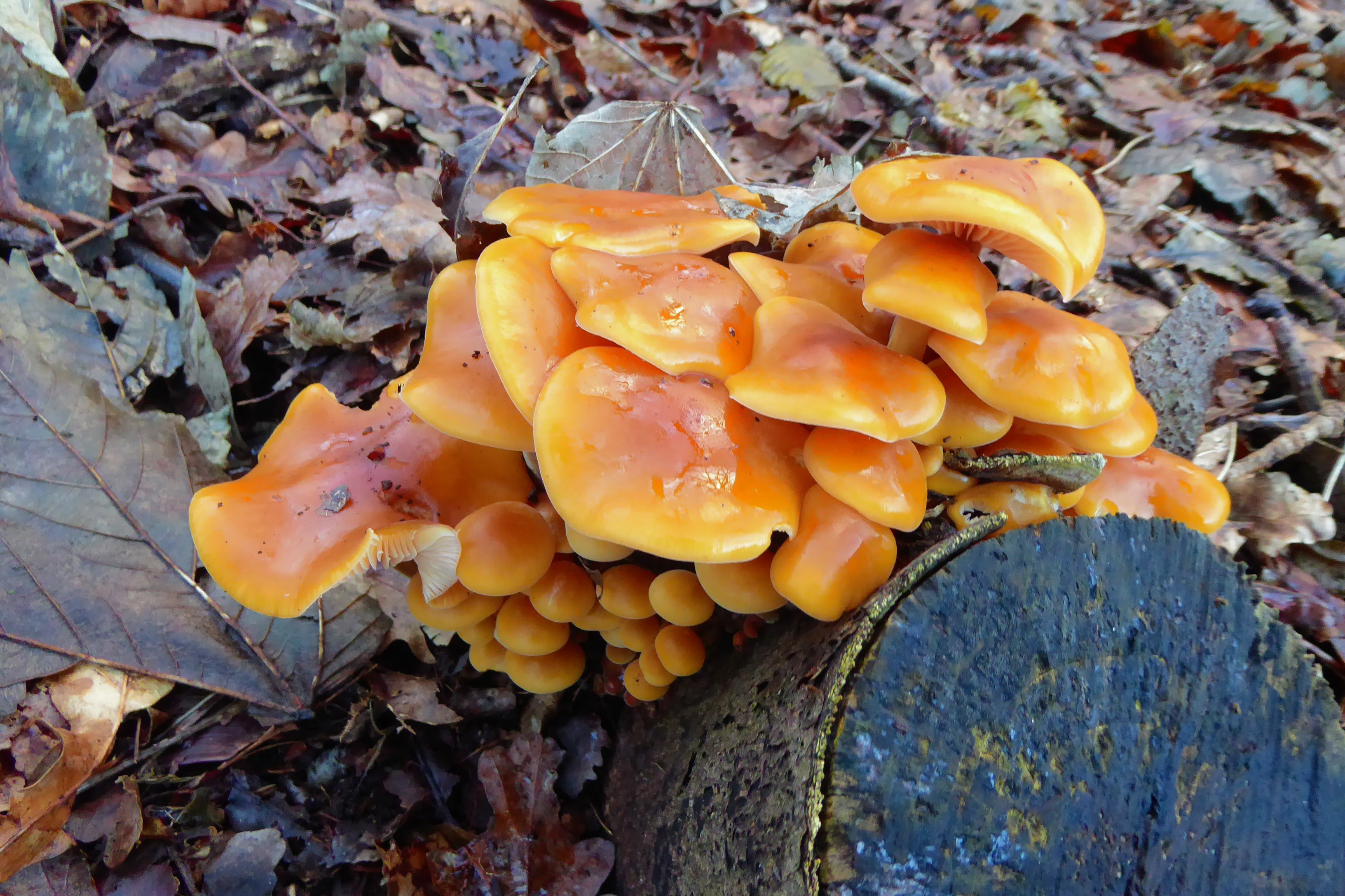 Welke paddenstoel of zwam?