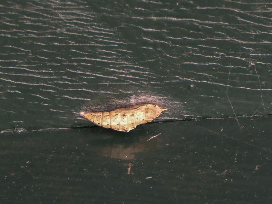 Pop Klein koolwitje?