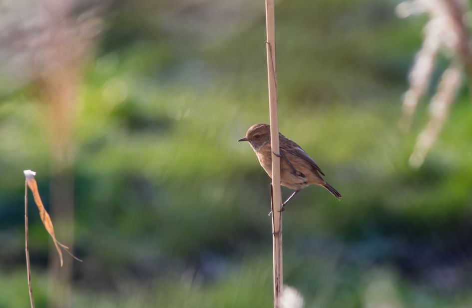 welke vogel is dit??