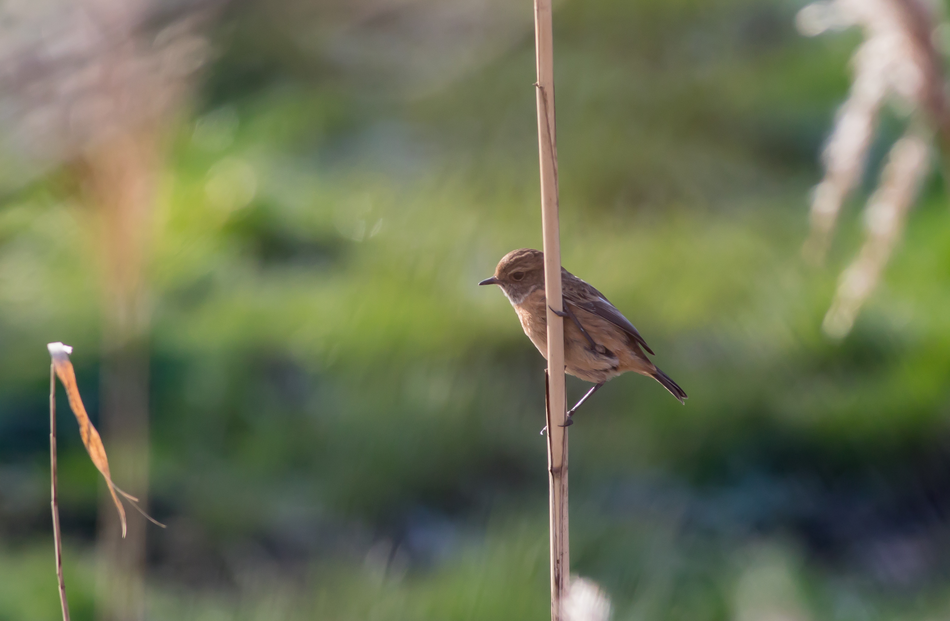 welke vogel is dit??