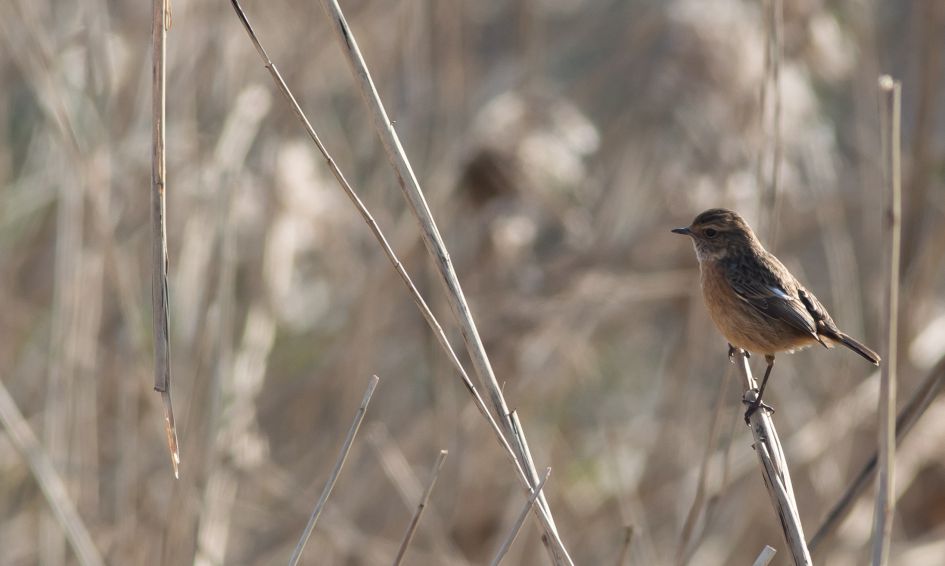 welke vogel is dit??