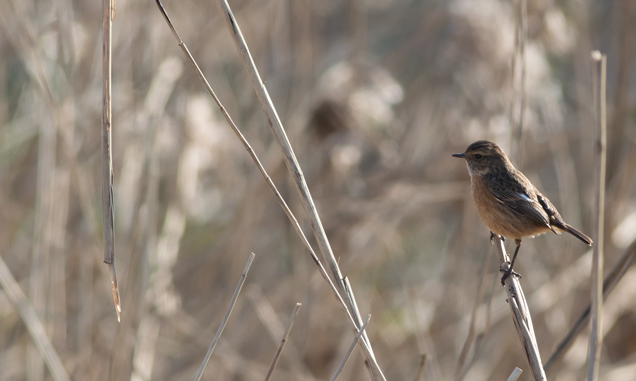 welke vogel is dit??