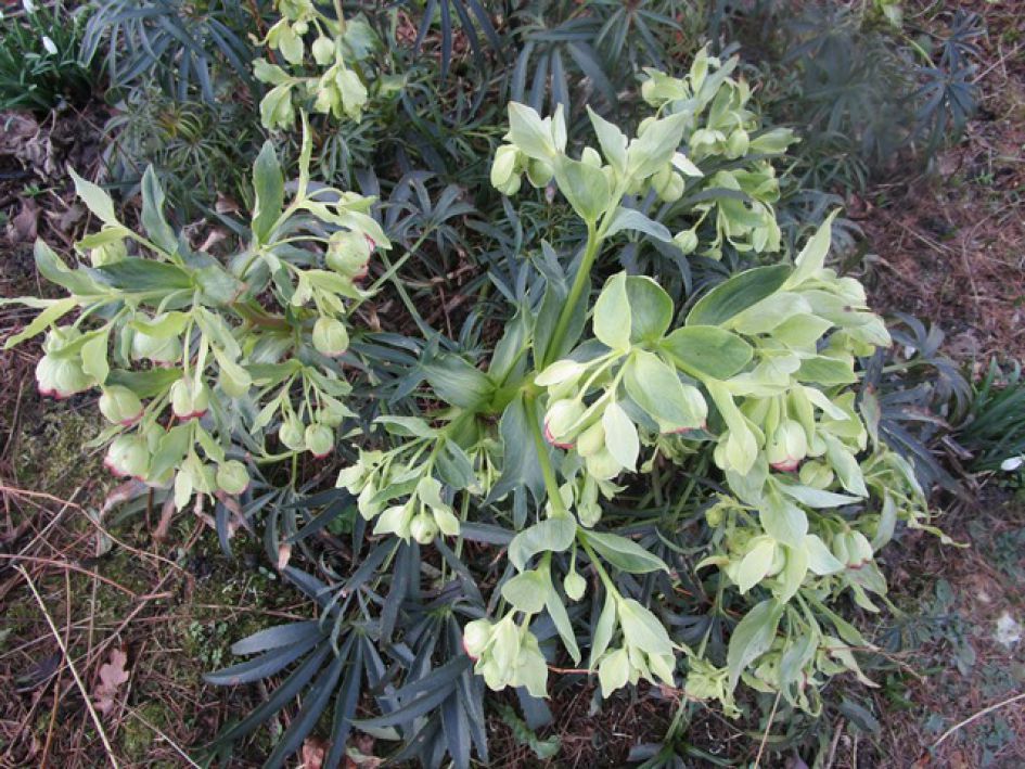 HELLEBORUS