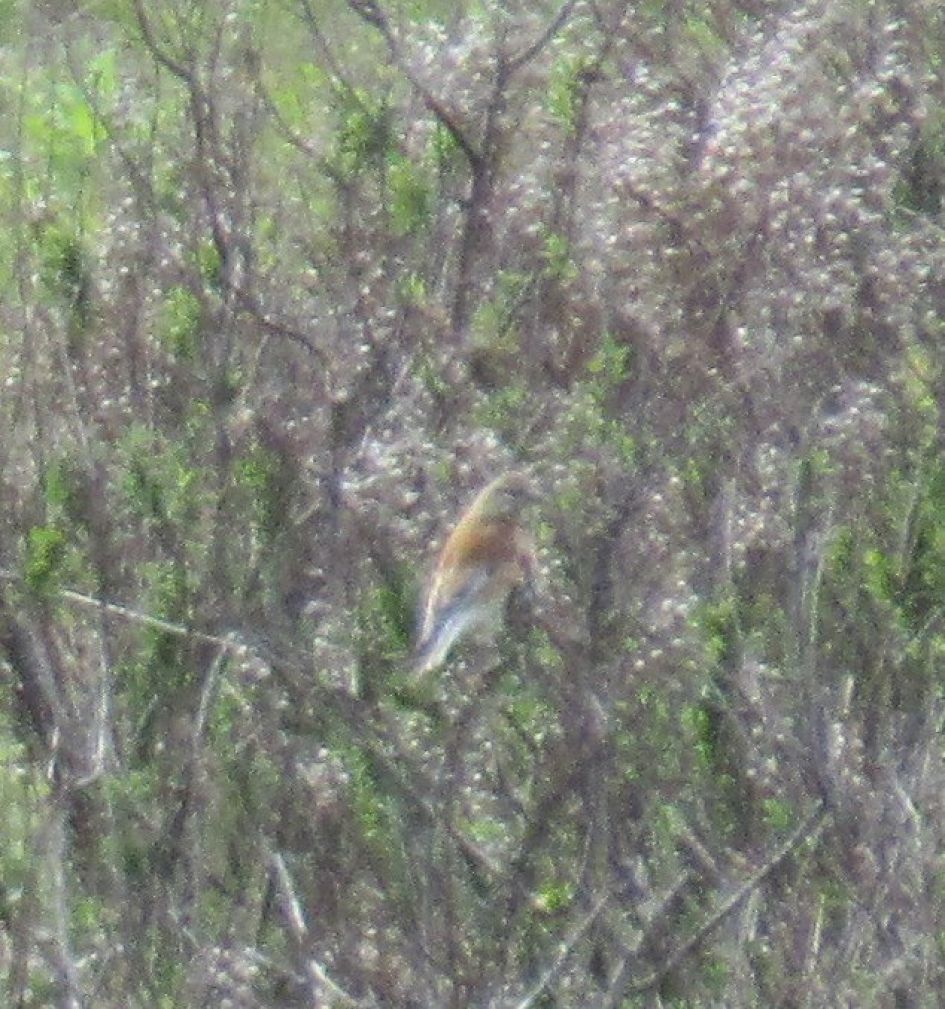 Wat is dit voor vogel?