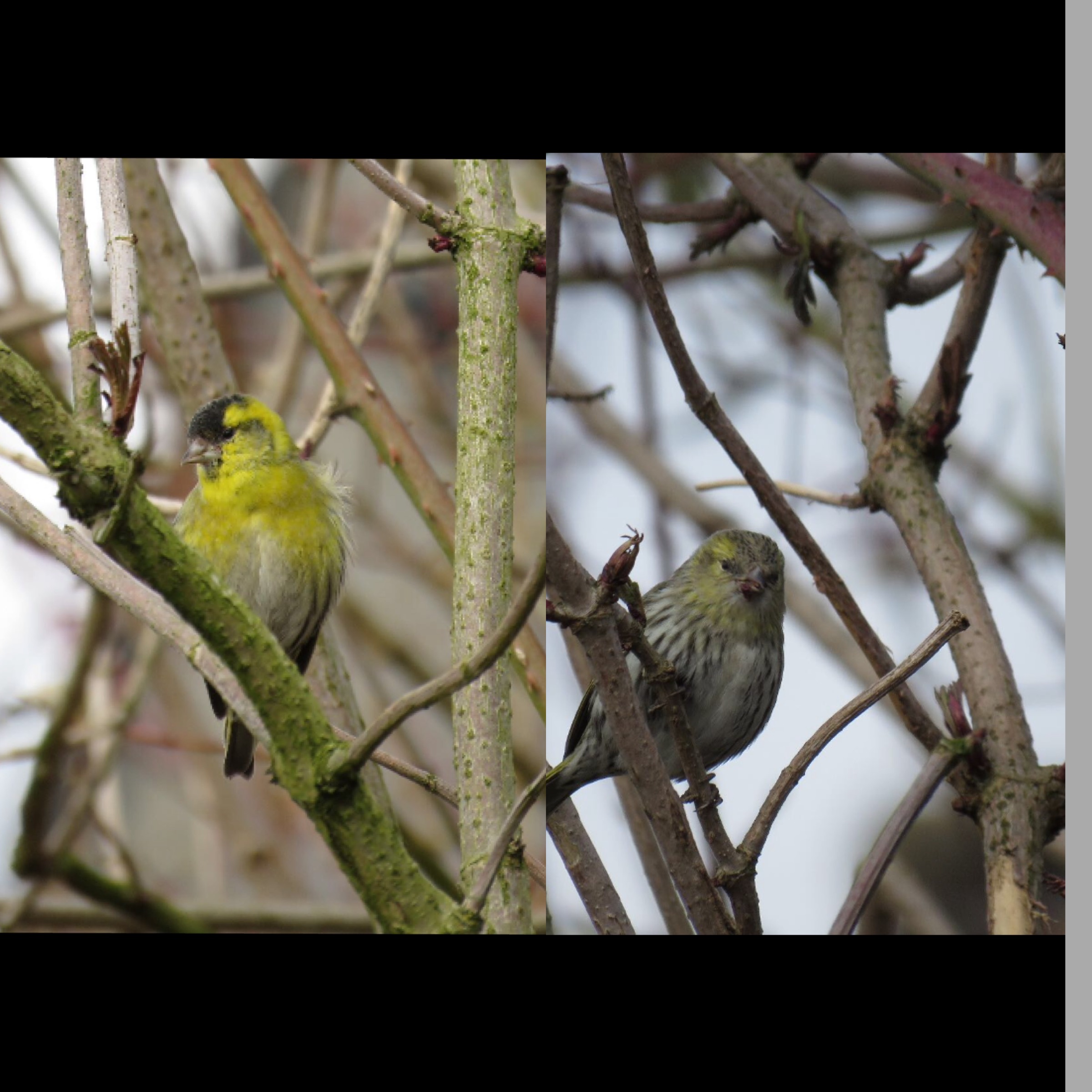 Welk vogelpaartje is dit?