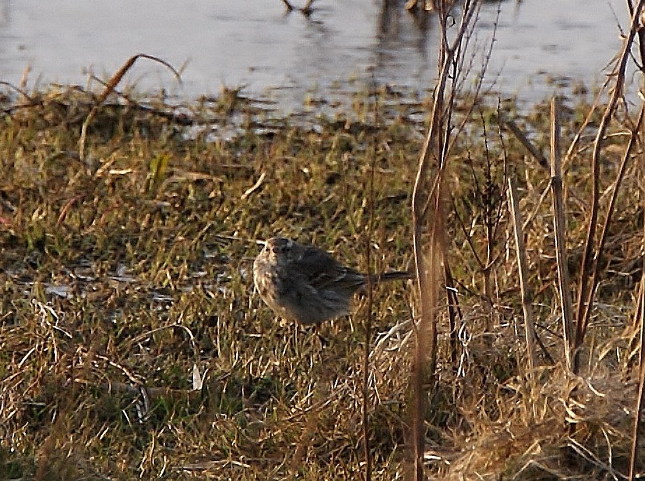 Wie kan zien wat dit voor soort is